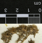 Portulaca halimoides L., Mexico, J. L. Tapia 1108, F